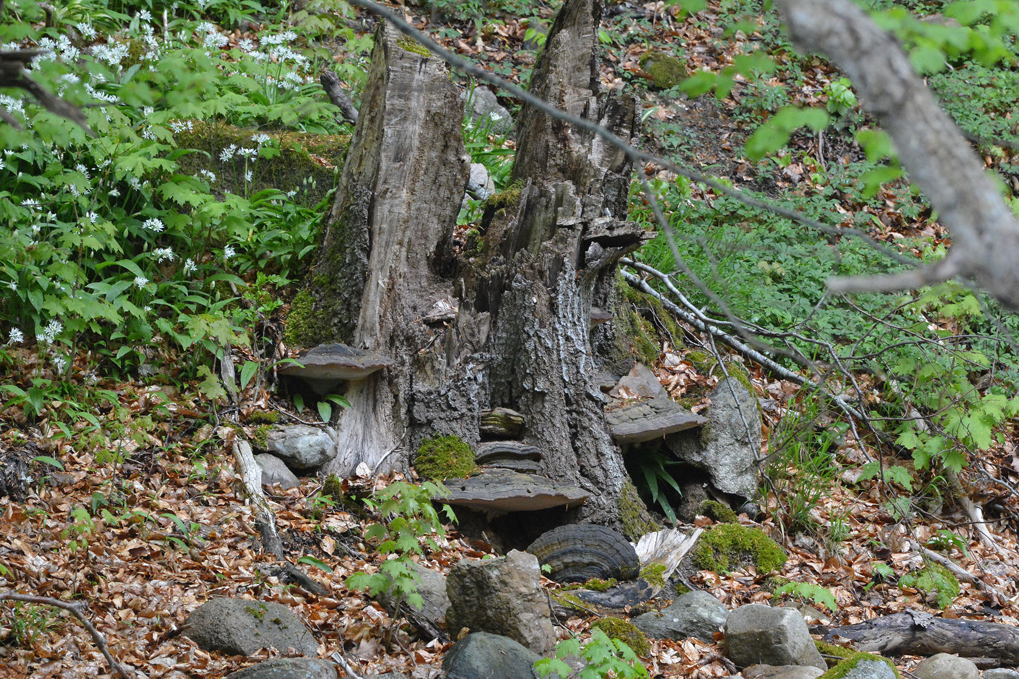 Bengt-Karlsson-form-5