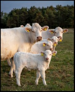 11 Jan-Michael Breider